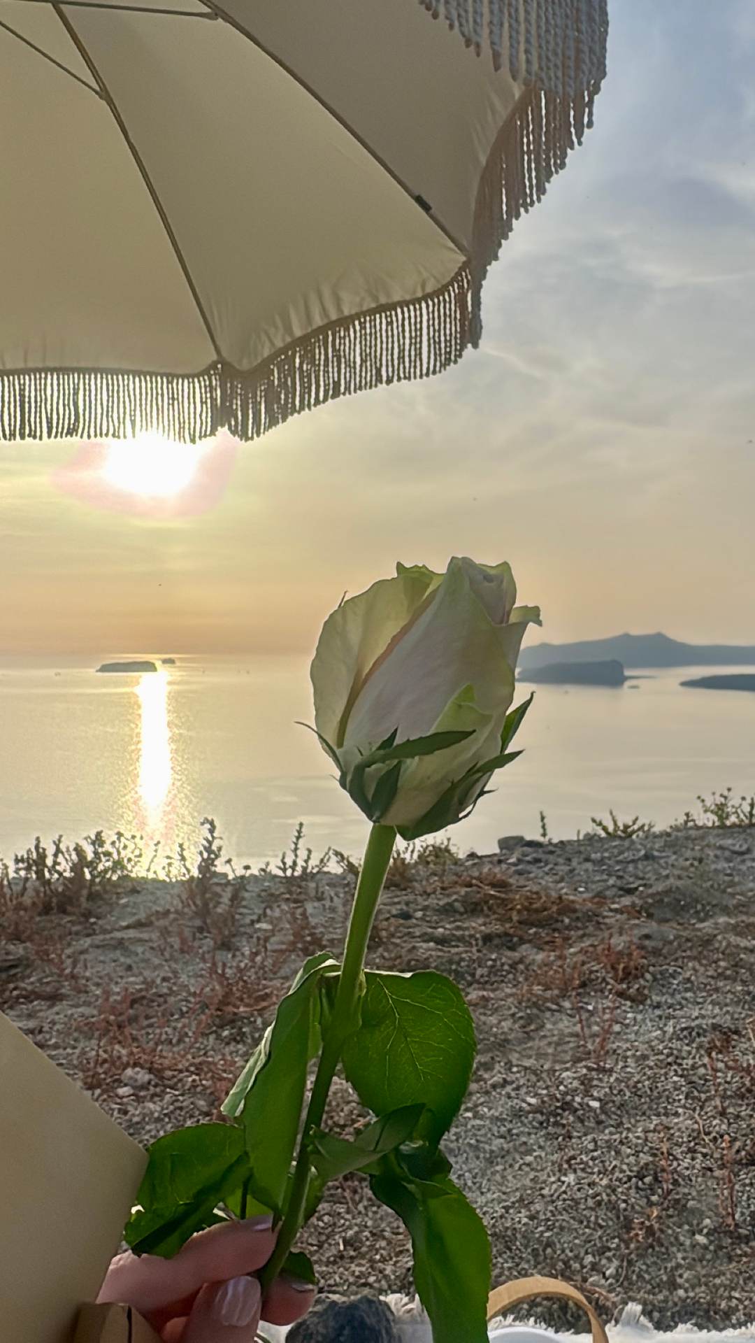A single white rose in bud held up against the sun on the water, under the fringe of a parasol